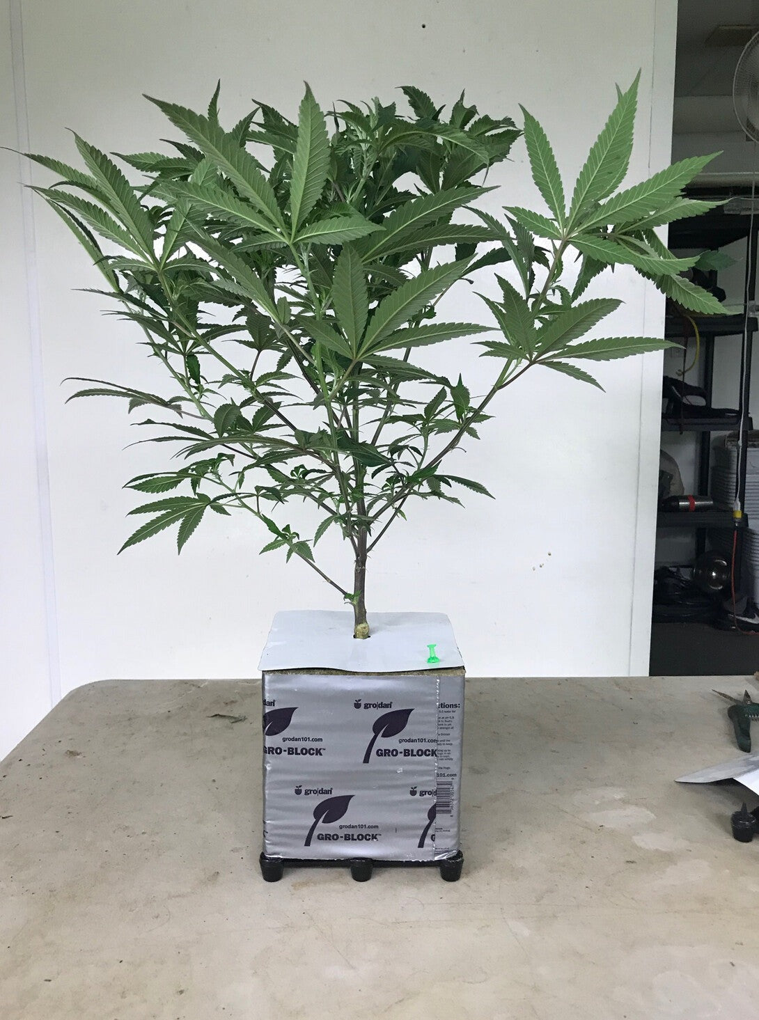 Root Riser